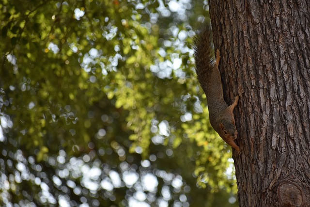 议泰山是否 议泰山是否