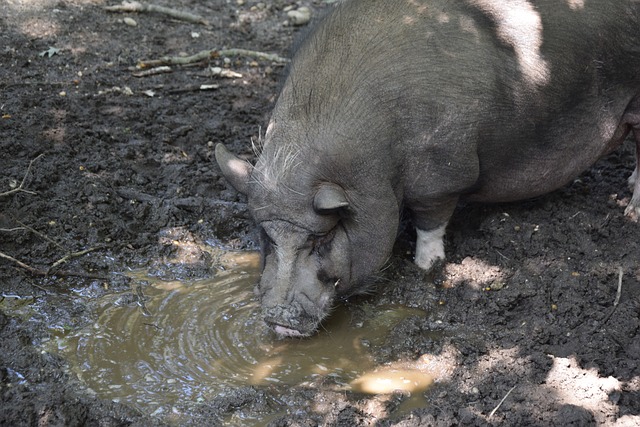 在国际米兰 在国际米兰